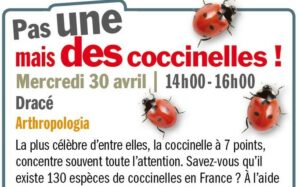 Pas une, mais des coccinelles ! 